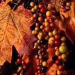 Autumn/Halloween Deco